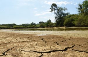 DÉRÈGLEMENT CLIMATIQUE : Paul Biya sort du bois à l’Ouest.