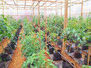 CAMEROUN |*| LUTTE CONTRE LA VIE CHÈRE