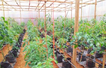 AGRICULTURE SOUS SERRES:Un jeune Camerounais envisage de bâtir dans son pays le plus important hub de production d’agrumes d’Afrique centrale. C’est à Bangoua dans le département du Ndé, qu’ill a porté son projet sur les fonts baptismaux.