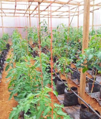 AGRICULTURE SOUS SERRES:Un jeune Camerounais envisage de bâtir dans son pays le plus important hub de production d’agrumes d’Afrique centrale. C’est à Bangoua dans le département du Ndé, qu’ill a porté son projet sur les fonts baptismaux.