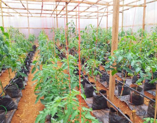 CAMEROUN |*| LUTTE CONTRE LA VIE CHÈRE