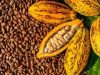 ALORS QUE LE CACAO IVOIRIEN BOIT LA TASSE