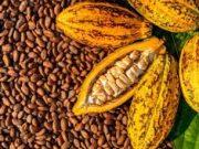ALORS QUE LE CACAO IVOIRIEN BOIT LA TASSE